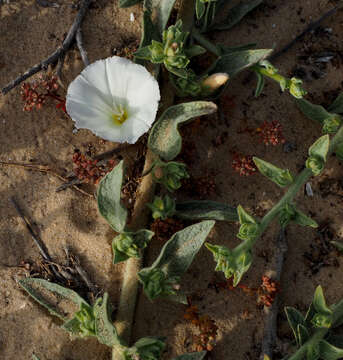 Image of Convolvulus secundus Desr.