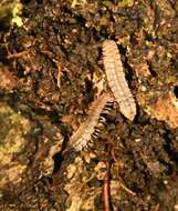 Слика од Pseudopolydesmus canadensis (Newport 1844)