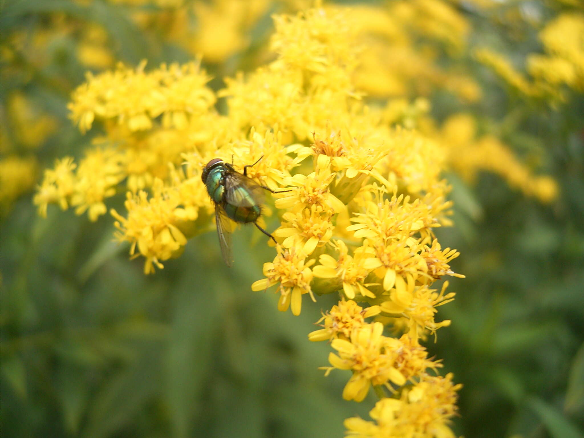 Imagem de Solidago gigantea Ait.