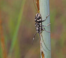 Image of Pterolophia (Lychrosis) luctuosa (Pascoe 1863)