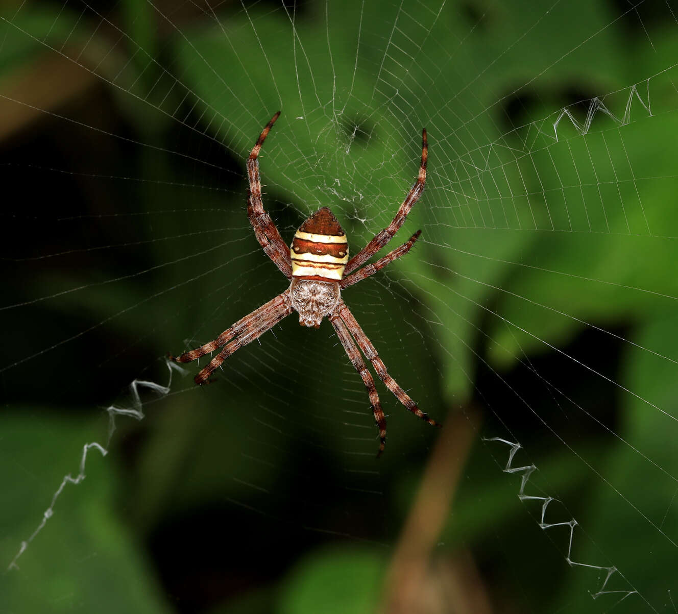 Image of Argiope aurocincta Pocock 1898