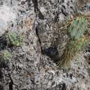 Image of Echinocereus parkeri subsp. gonzalezii (N. P. Taylor) N. P. Taylor