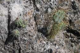 Image of Echinocereus parkeri subsp. gonzalezii (N. P. Taylor) N. P. Taylor