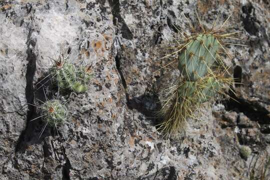 Image of Echinocereus parkeri N. P. Taylor