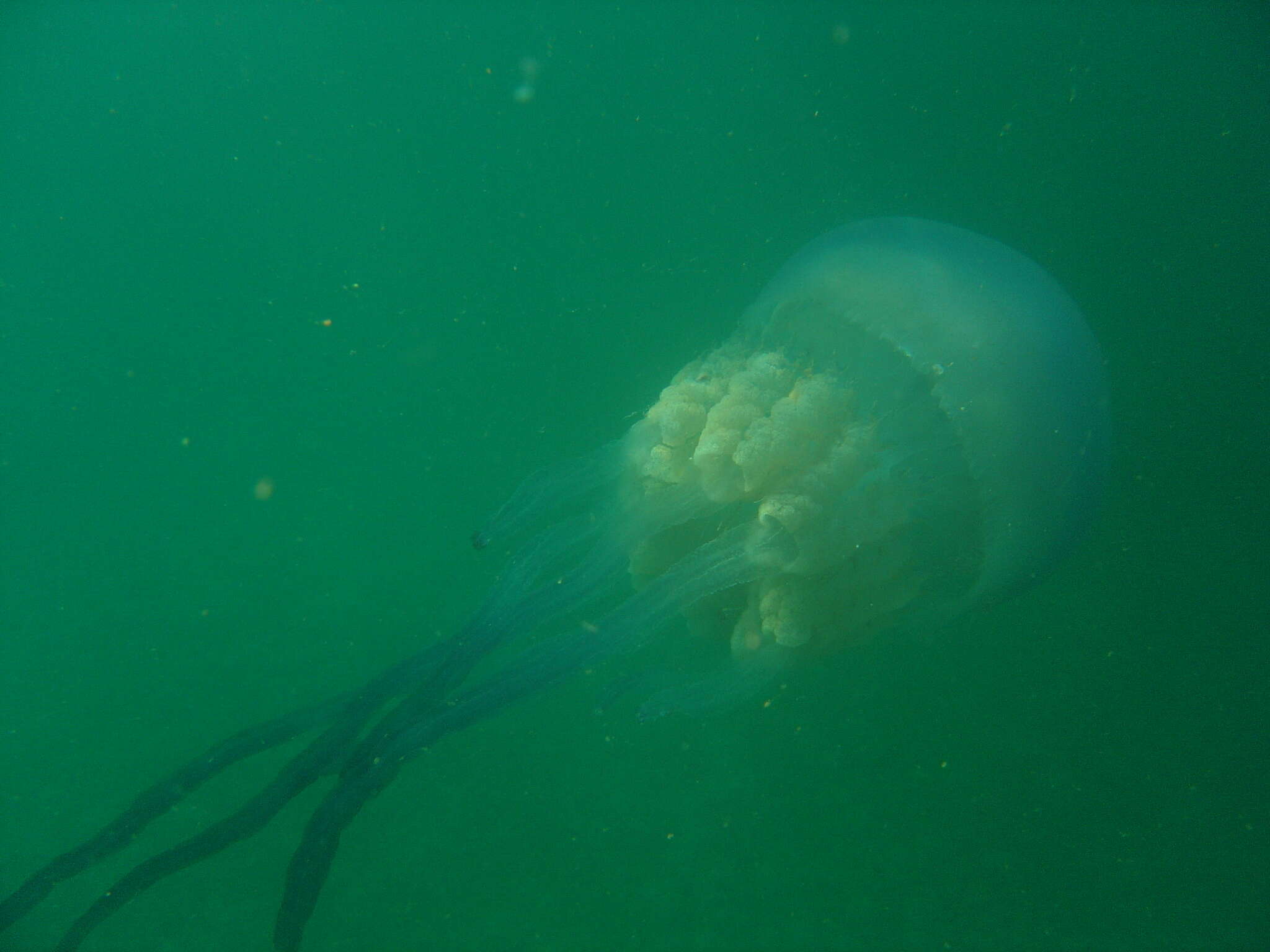 Image of barrel jellyfish