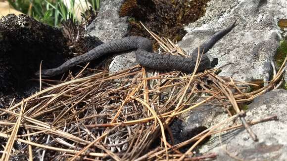 Image of Cross-banded Mountain Rattlesnake