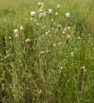 Image of Centaurea margaritacea Ten.