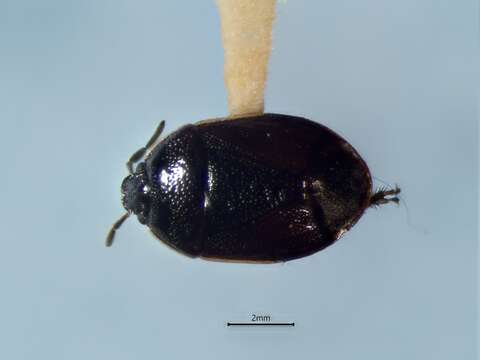 Image of Sehirus cinctus cinctus (Palisot 1811)