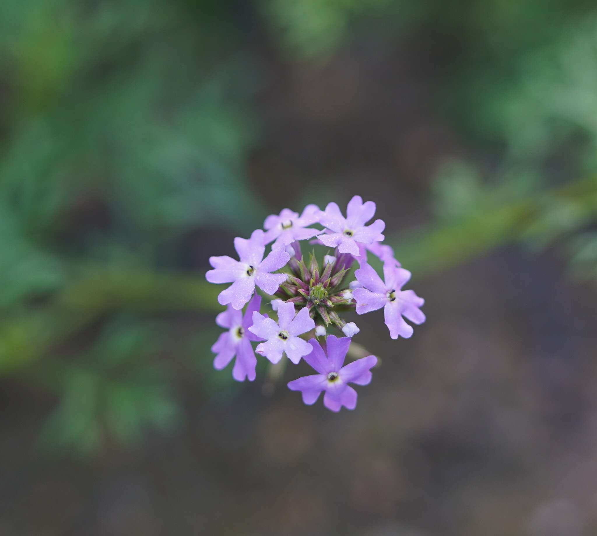 Image of Glandularia aristigera (S. Moore) Tronc.