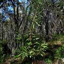 صورة Hakea dactyloides (Gaertn. fil.) Cav.