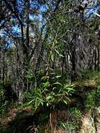 Image of Hakea dactyloides (Gaertn. fil.) Cav.