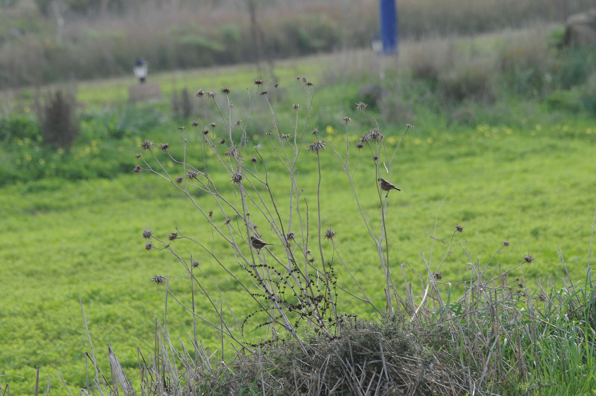 صورة Saxicola rubicola rubicola (Linnaeus 1766)