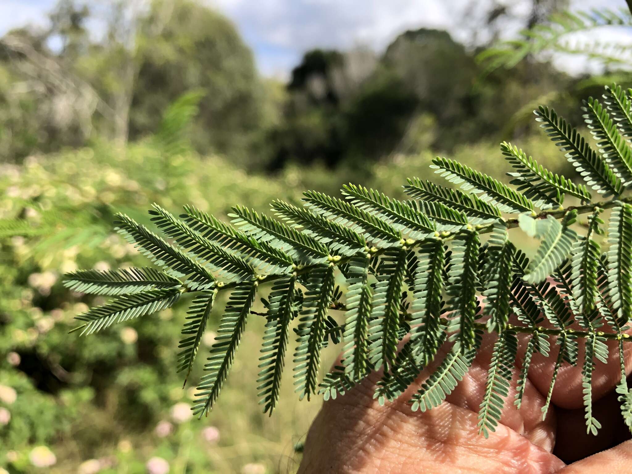 Image of Acacia loroloba Tindale