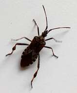 Image of Pine Seed Bug