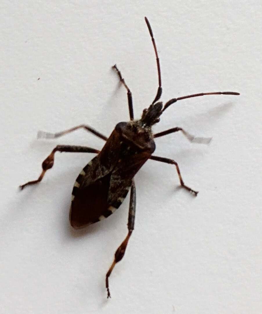 Image of Pine Seed Bug