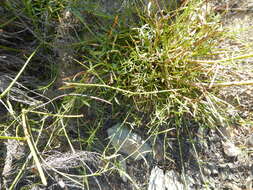 Image of Psoralea ensifolia (Houtt.) Merr.