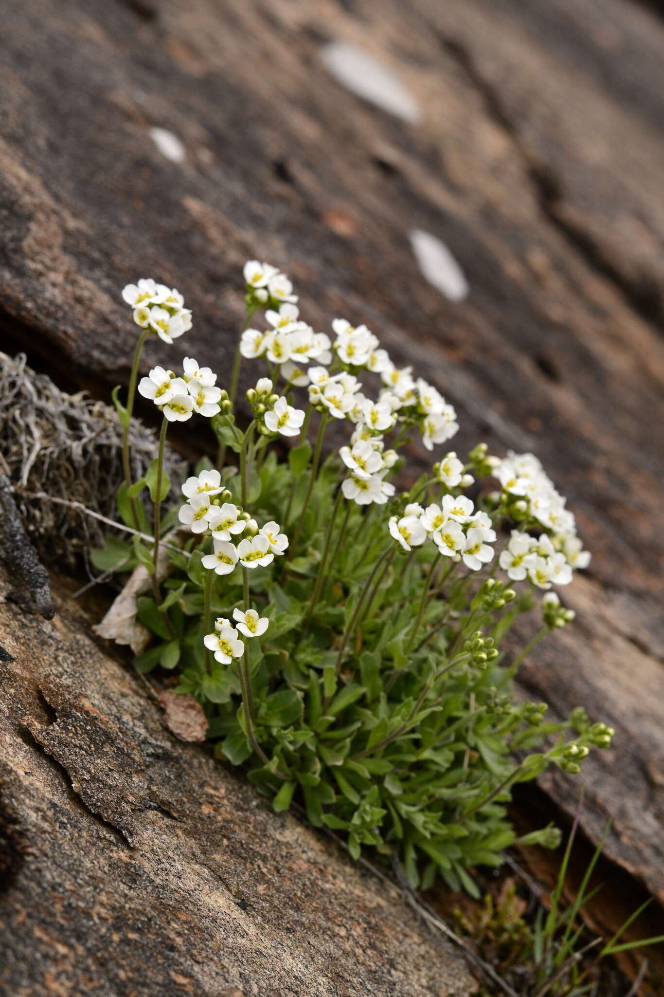 Image of Schivereckia podolica (Besser) Andrz.