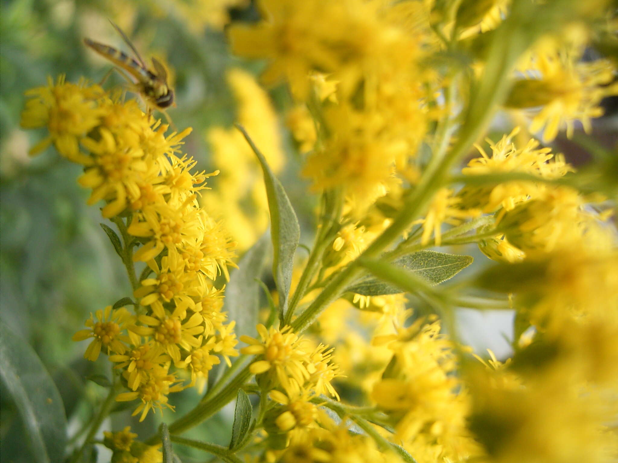 Imagem de Solidago gigantea Ait.