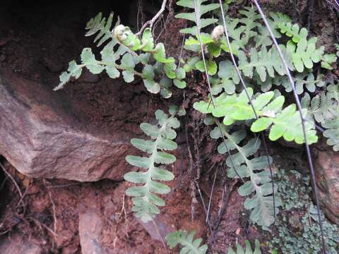 Image of Asplenium phillipsianum (Kümmerle) Bir