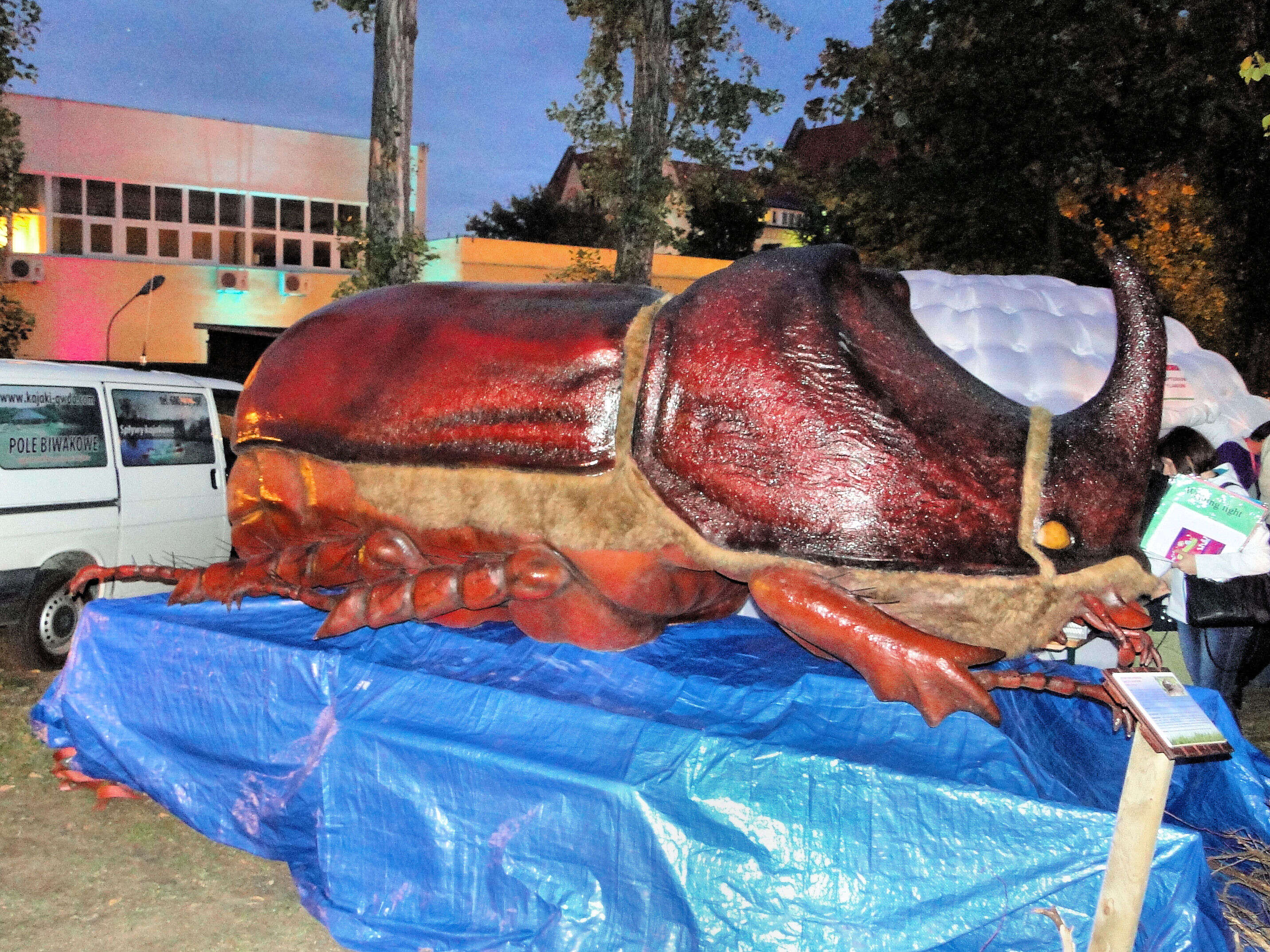 Image of European rhinoceros beetle