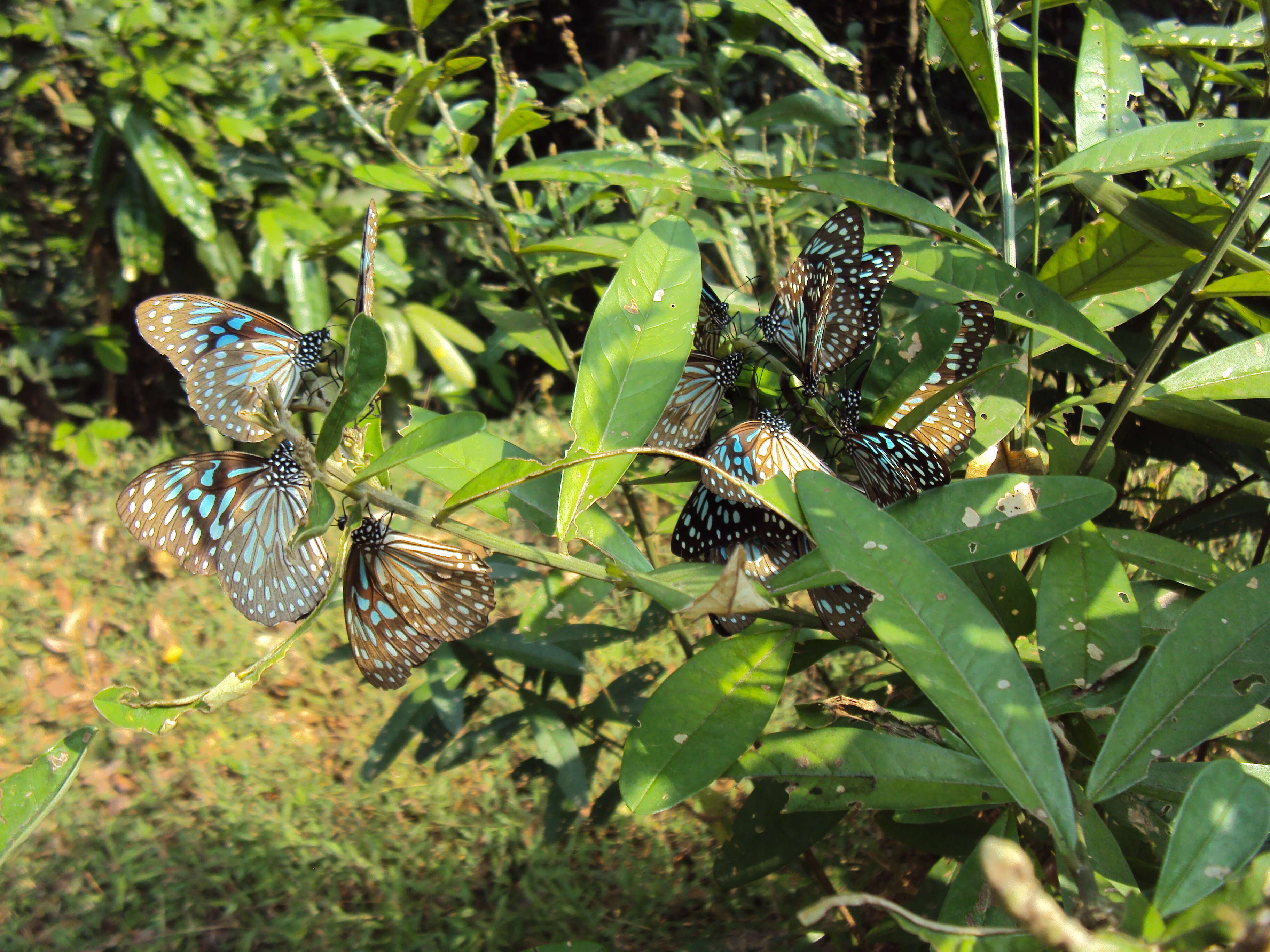 Image of Tirumala septentrionis