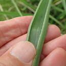 Image of Aloe cooperi Baker