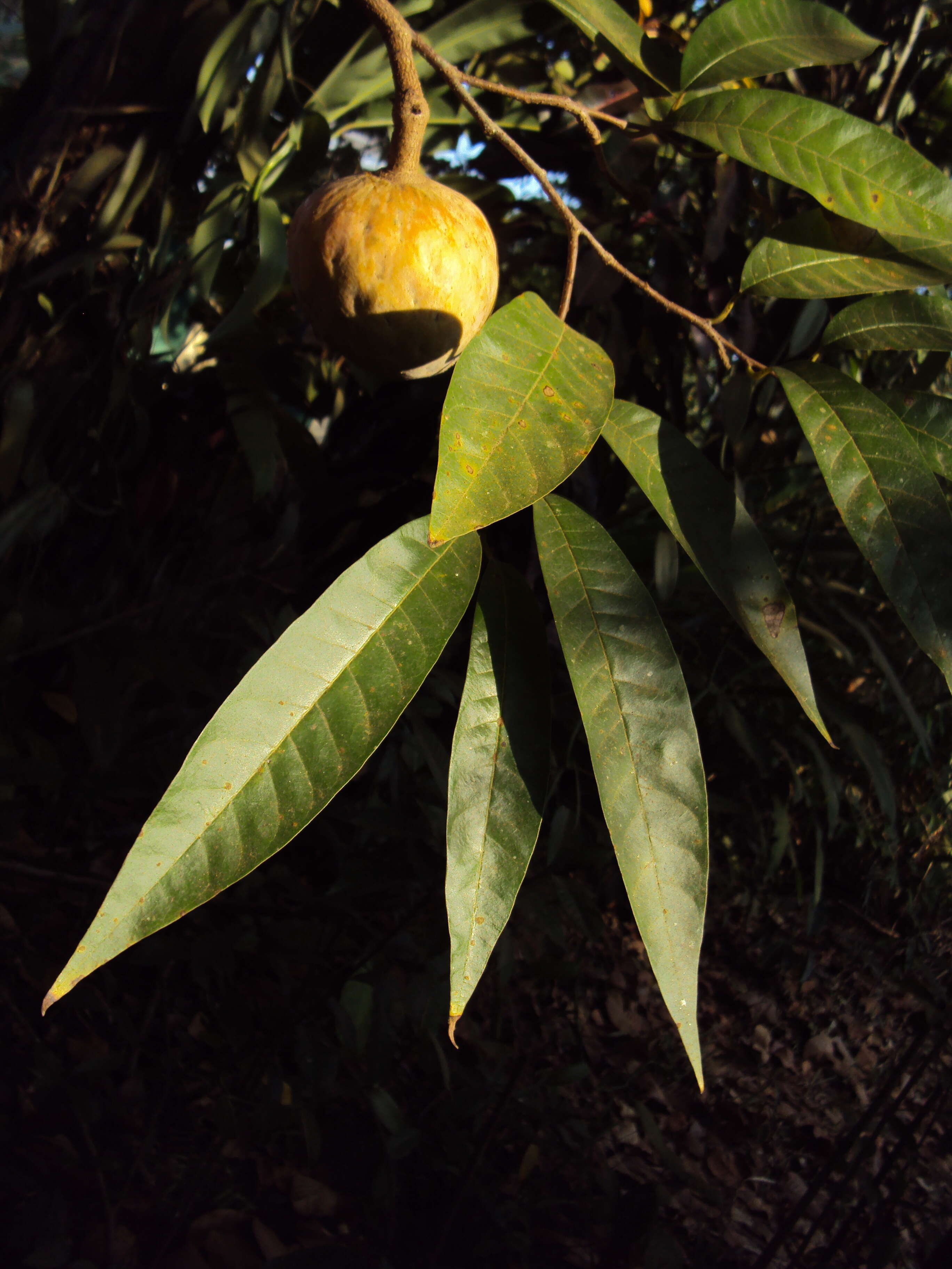 Imagem de Annona reticulata L.