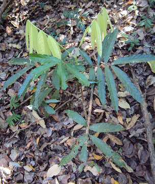 Image of Lepisanthes tetraphylla (Vahl) Radlk.