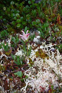 Imagem de Pedicularis capitata Adams.