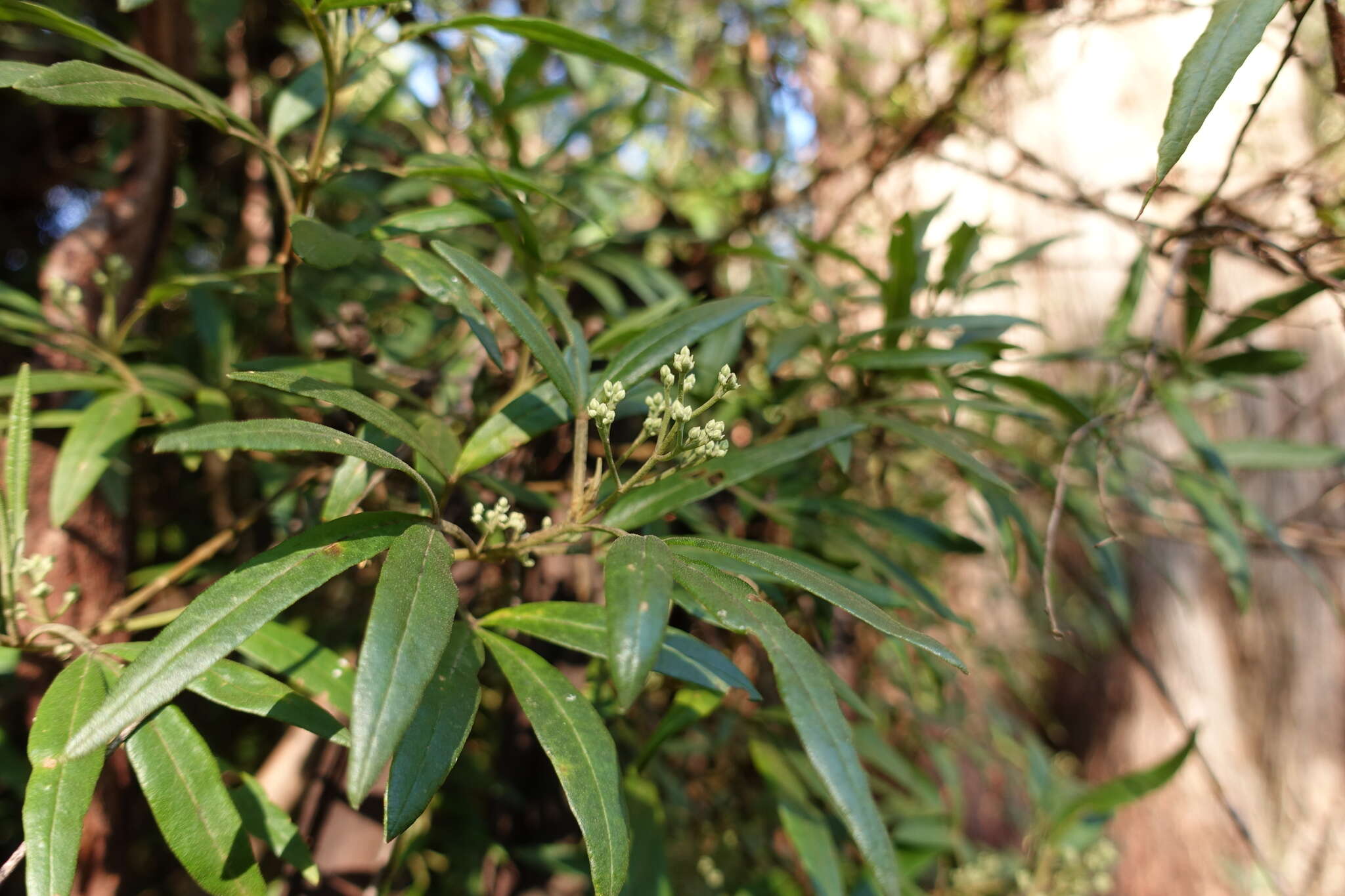 Image of Zieria arborescens subsp. arborescens