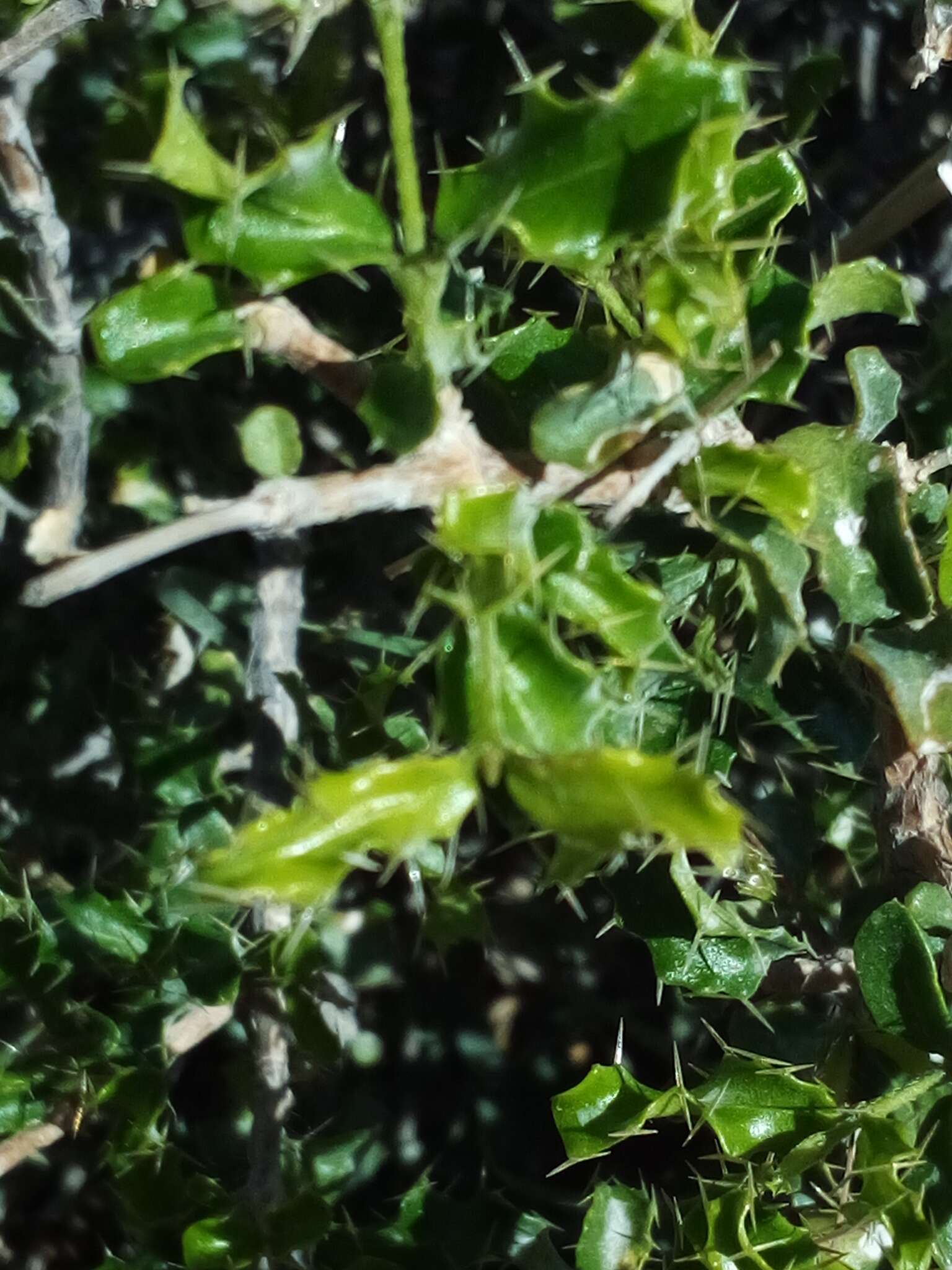 Image of bristly stingingbush