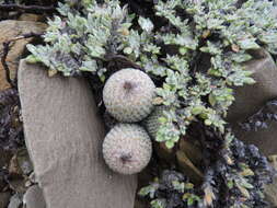 Image of Epithelantha greggii subsp. polycephala