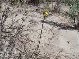 Image of Ben Lomond wallflower