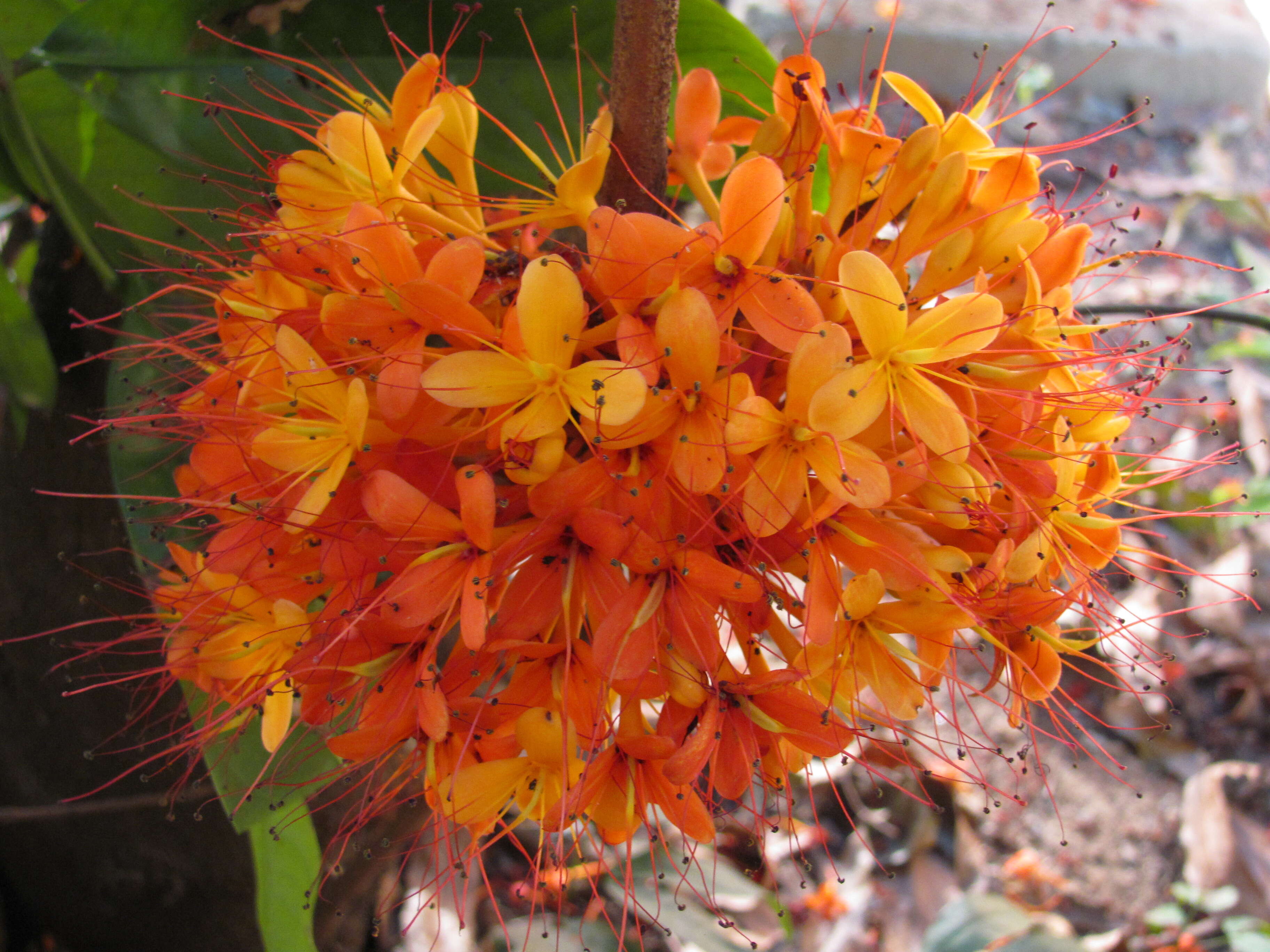 Image of Ashoka tree