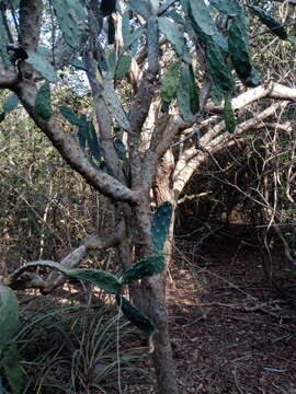 Image of <i>Opuntia karwinskiana</i>