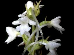 Image of fragrant orchid