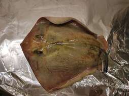 Image of Tortonese's stingray