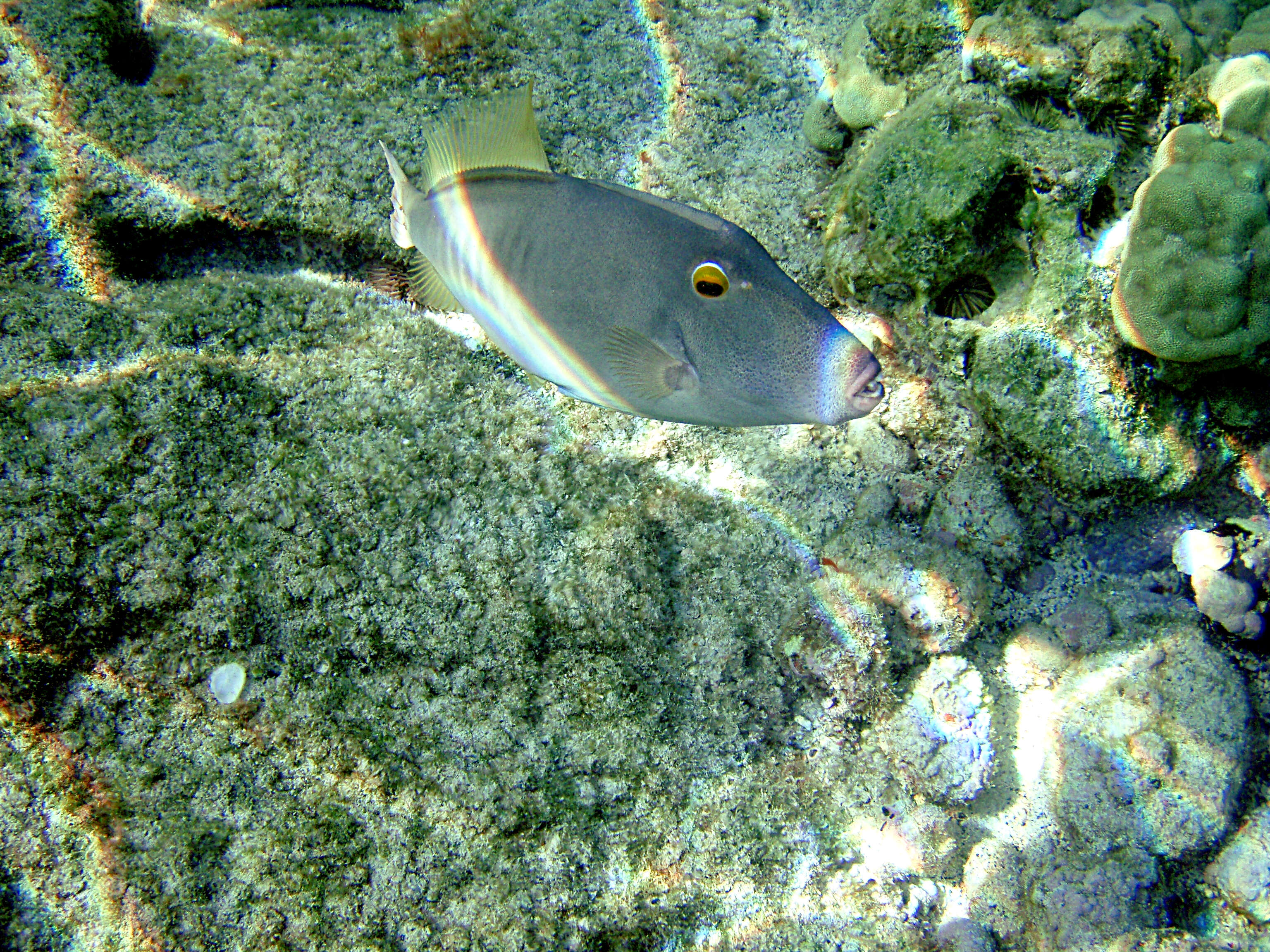 Image of Barred Filefish