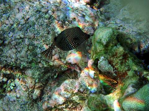 Image of Spotted boxfish