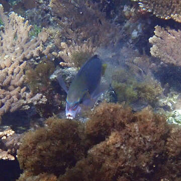 Image of Elegant Wrasse