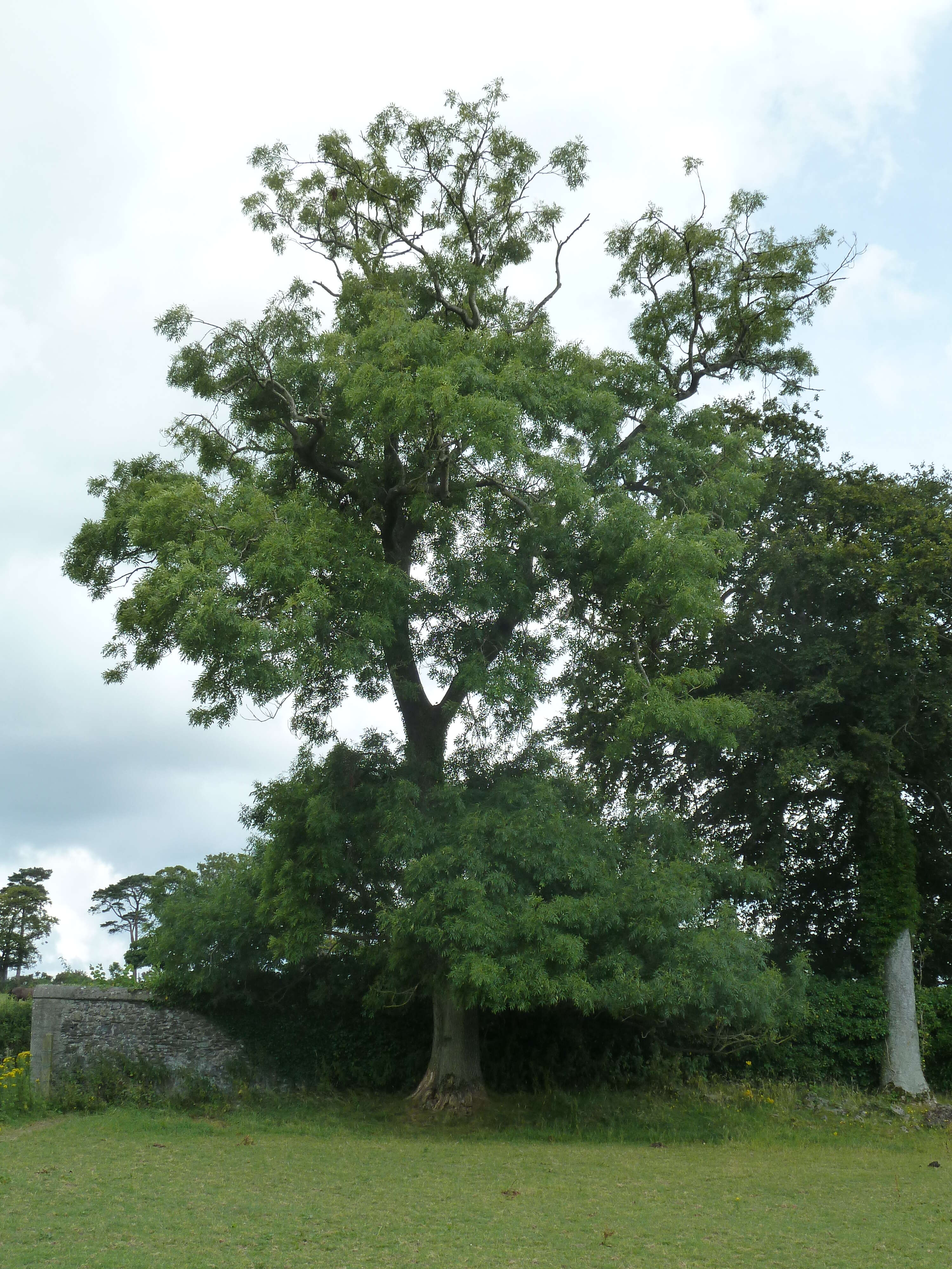 Image of European ash