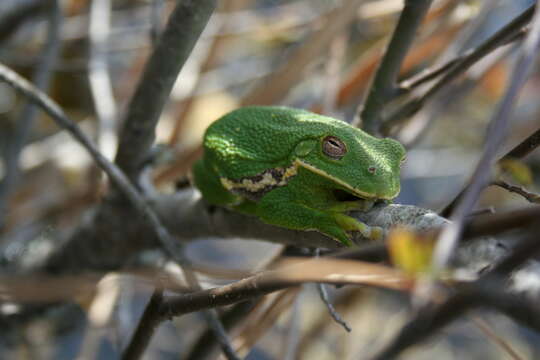 Image of Barking Treefrog