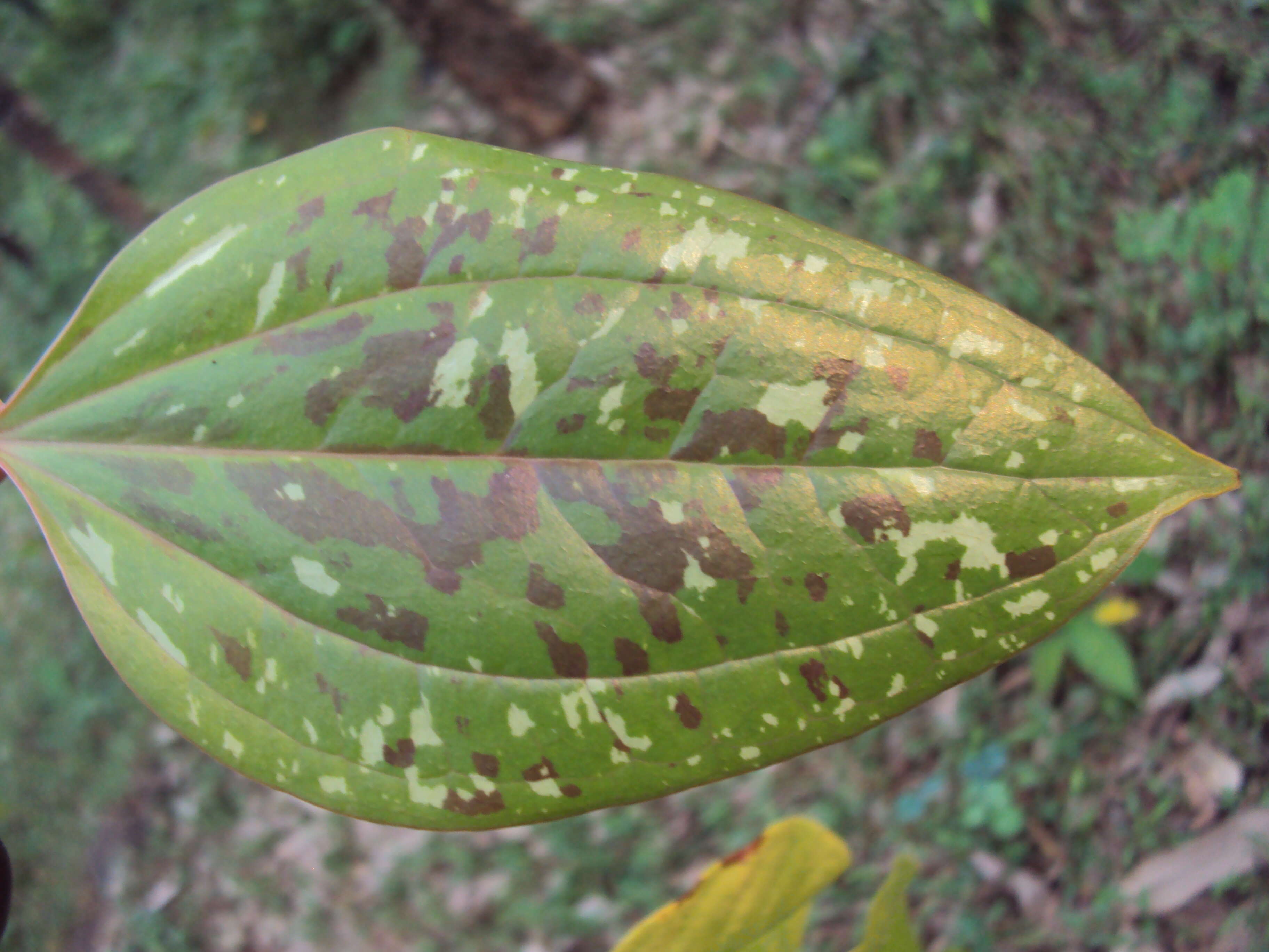 Image of Smilax zeylanica L.