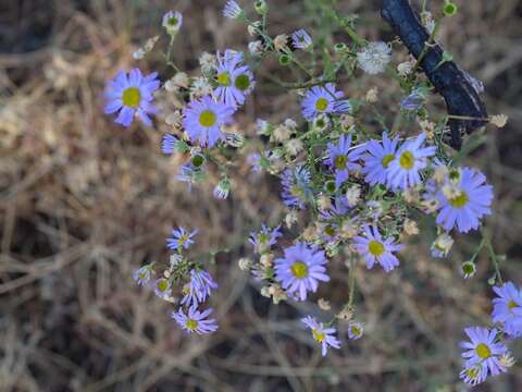 Image of Erigeron foliosus var. foliosus