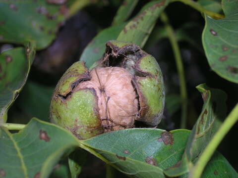 Image of Common walnut