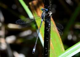 Image of Northern Spreadwing