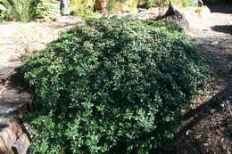 Image of Zieria prostrata J. A. Armstr.