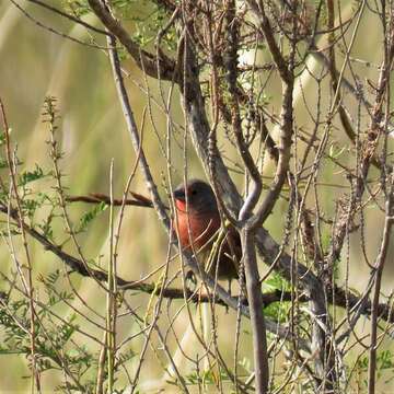 Image of African Firefinch