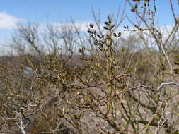 Image de Larrea divaricata Cav.