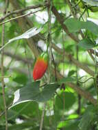 Image of ivy gourd